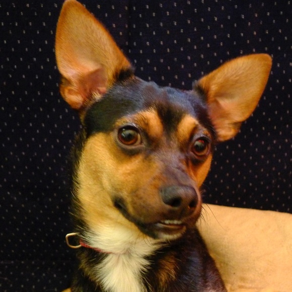 Meet your Posher, Angela - Picture 3 of 3